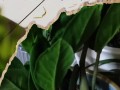 家庭盆栽植物的养护知识（家庭盆栽植物的养护知识点）