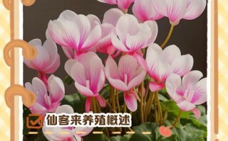 仙客来夏天怎么养（仙客来夏天怎么办）