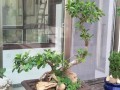 北方榕树盆景怎么养（北方榕树图片）