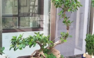 北方榕树盆景怎么养（北方榕树图片）