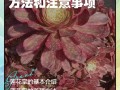 莲花的养殖方法和注意事项（莲花 家养）