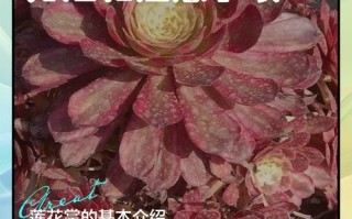 莲花的养殖方法和注意事项（莲花 家养）