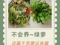 如何自制养绿萝的土（如何自制养绿萝的土壤）