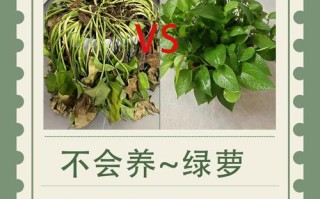 如何自制养绿萝的土（如何自制养绿萝的土壤）
