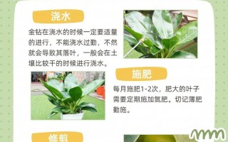 金钻浇什么水（金钻浇水要浇透么）