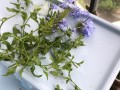 蓝雪花打顶步骤（蓝雪花掐顶）