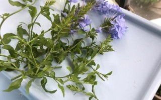 蓝雪花打顶步骤（蓝雪花掐顶）