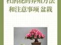 养好杜鹃花的秘诀（如何养杜鹃花）