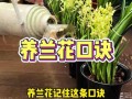 春兰冬天养殖的禁忌（春兰冬天怎么养才能过冬）
