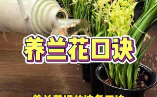 春兰冬天养殖的禁忌（春兰冬天怎么养才能过冬）