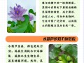 水葫芦怎么养（鱼缸水葫芦怎么养）