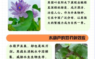 水葫芦怎么养（鱼缸水葫芦怎么养）