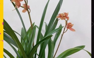 墨兰开花时候怎么养护（墨兰开花条件）