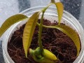 芒果核怎么种盆栽（芒果核怎么种盆栽能结果吗）