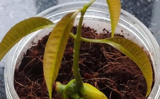 芒果核怎么种盆栽（芒果核怎么种盆栽能结果吗）