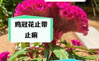 鸡冠花冬天养殖的禁忌（鸡冠花适宜温度）