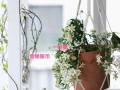 铁线莲如何度夏（铁线莲度夏温度）