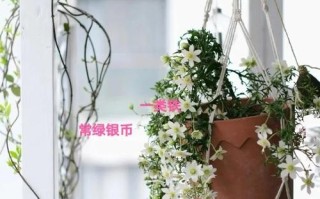 铁线莲如何度夏（铁线莲度夏温度）