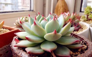 春季多肉植物养护知识（多肉春季养护注意事项）