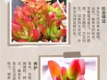 火祭怎么施肥（火祭怎么浇水几天浇水）