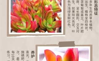 火祭怎么施肥（火祭怎么浇水几天浇水）