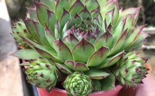 蓝石莲秋天怎么养（蓝石莲好养活吗）