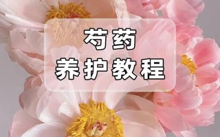 芍药秋天怎么养（芍药秋天怎么养殖）