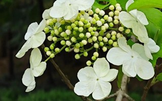 琼花怎么嫁接（琼花可以扦插繁殖吗）