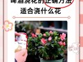 早晚浇花哪个好（浇花一般是早上浇水还是晚上浇水）