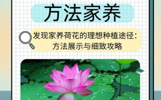 荷花的栽培方法（荷花的栽培方法包括池塘栽培）