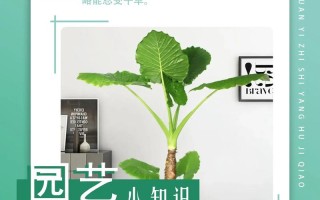 滴水观音秋天怎么养（滴水观音夏季能施肥吗）