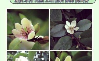 含笑花开花前怎么养护（含笑花开花前花苞什么样）
