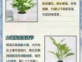 银皇后怎么养（银皇后怎么养殖方法）