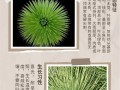 龙舌兰怎么养（龙舌兰怎么养成老桩）
