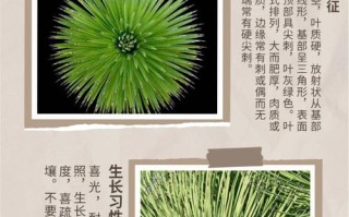 龙舌兰怎么养（龙舌兰怎么养成老桩）