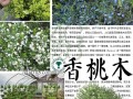 盆栽香桃木要如何养护（香桃木盆景）