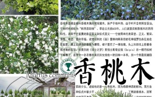 盆栽香桃木要如何养护（香桃木盆景）