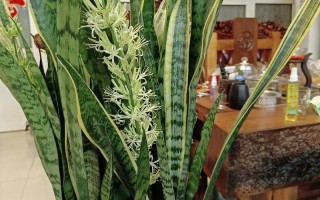 10年的虎皮兰（虎皮兰几年换一次盆）