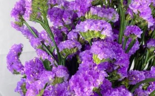 勿忘我怎么做干花（勿忘我怎么做干花花束）