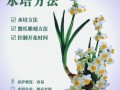 水仙花怎么会养好（水仙花怎么会养好不开花）