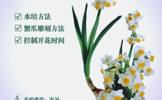 水仙花怎么会养好（水仙花怎么会养好不开花）