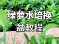 绿萝怎么换盆（绿萝怎么换盆换土图解）