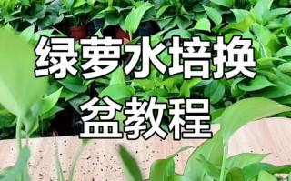 绿萝怎么换盆（绿萝怎么换盆换土图解）