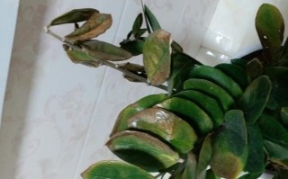 钱串叶子蔫了怎么办（钱串叶片干了怎么办）