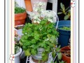 报春花怎么种（报春花怎么种好看）