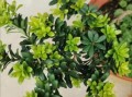 地栽植物养护知识大全（地栽花卉图片大全）