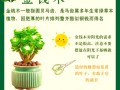 金钱木如何多爆侧芽（金钱木怎么爆芽）