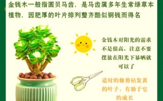 金钱木如何多爆侧芽（金钱木怎么爆芽）