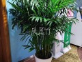 凤尾竹怎么修剪（凤尾竹怎么修剪教程）