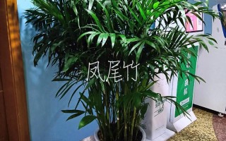 凤尾竹怎么修剪（凤尾竹怎么修剪教程）